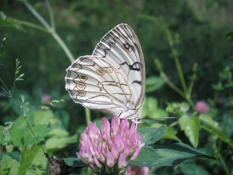 Melanargia arge